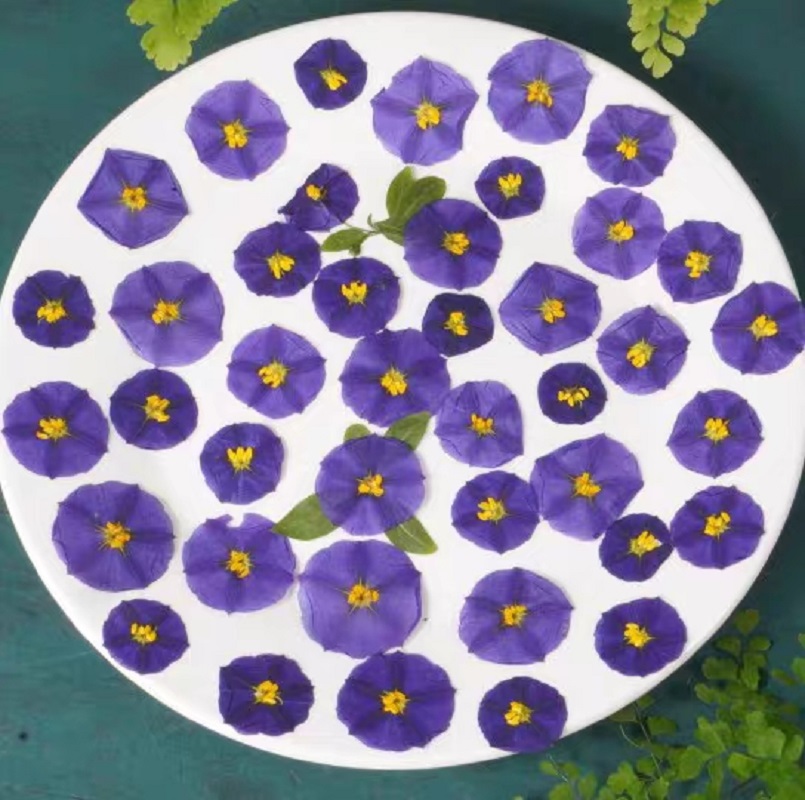 Dried Flower Bookmark - 100 قطعة مجففة مضغوط Lycianthes rantonnetii