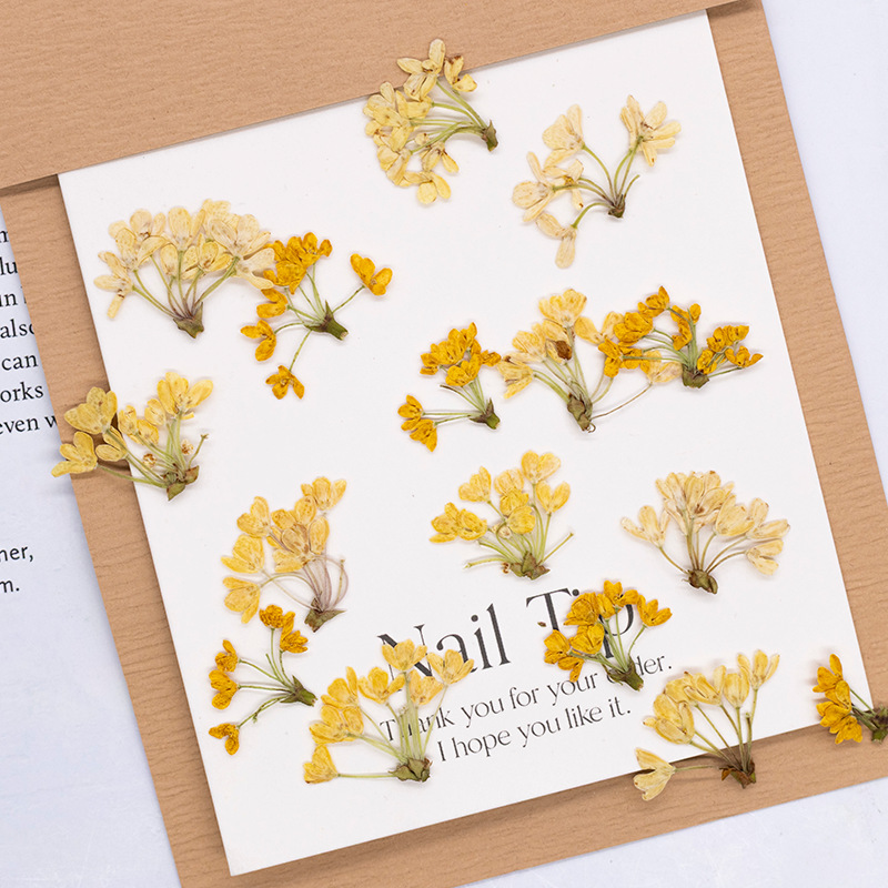 24 قطعة، زهور طبيعية مضغوطة وم - مراجعة Dried Flower Bookmark وسعره