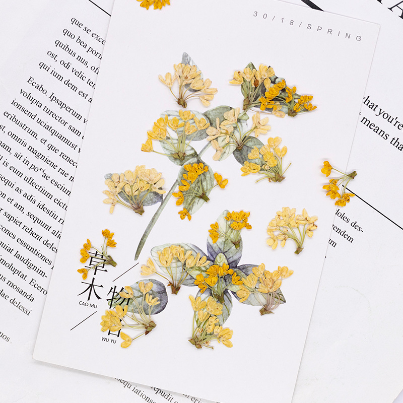 24 قطعة، زهور طبيعية مضغوطة وم - مراجعة Dried Flower Bookmark وسعره