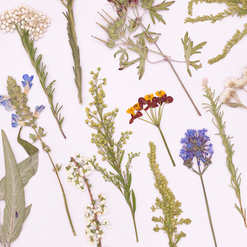 500 قطعة من الزهور المجففة الك - مراجعة Dried Flower Bookmark وسعره