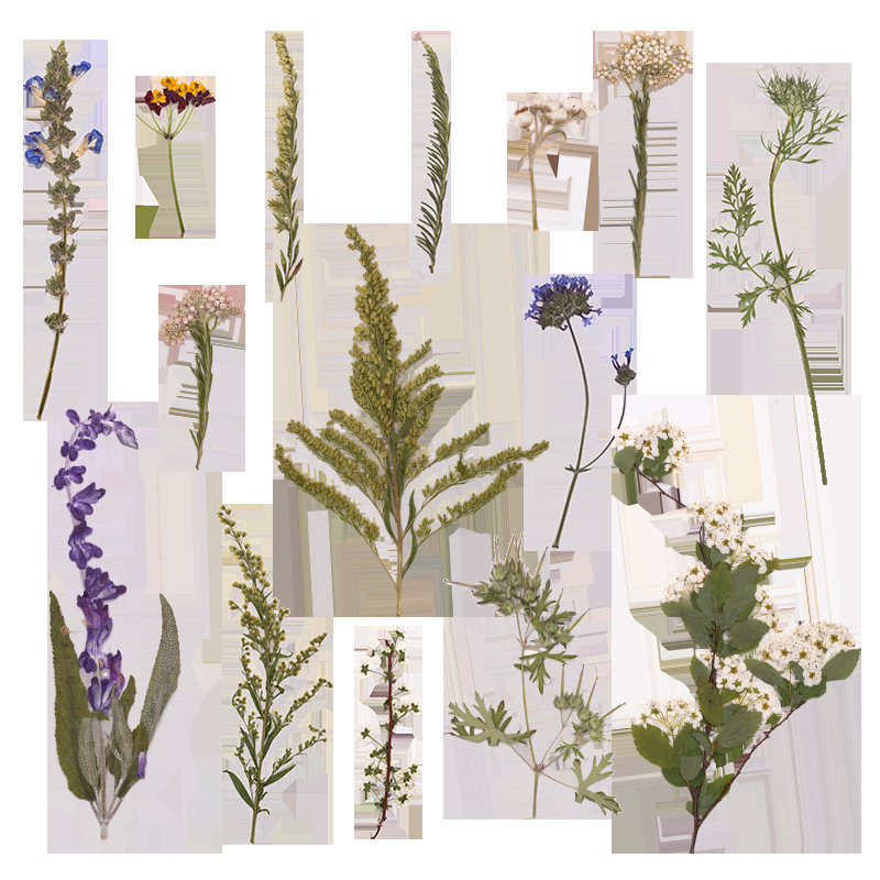 500 قطعة من الزهور المجففة الك - مراجعة Dried Flower Bookmark وسعره